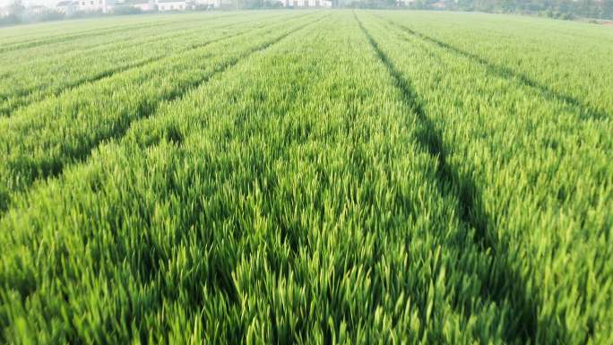 4K航拍清绿色的稻田