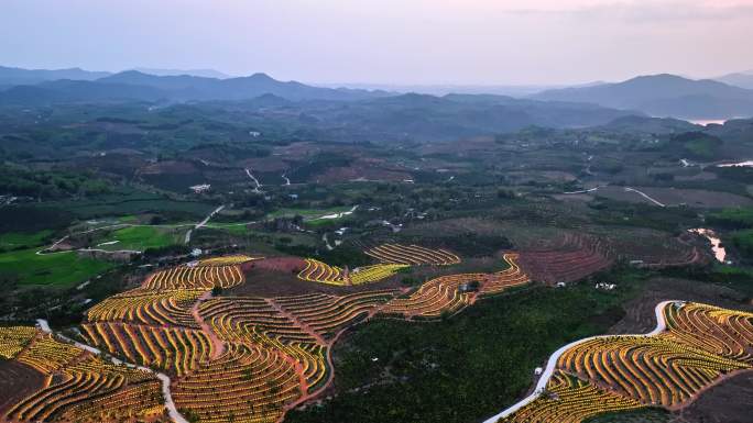 航拍海南火龙果基地 火龙果开花