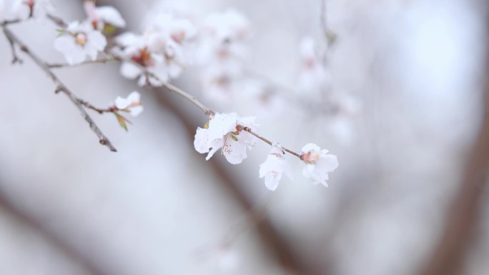 伊犁雪中的花开伊犁春天