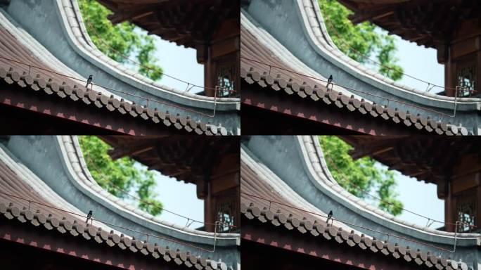 杭州下天竺 寺庙屋顶的小鸟飞走了