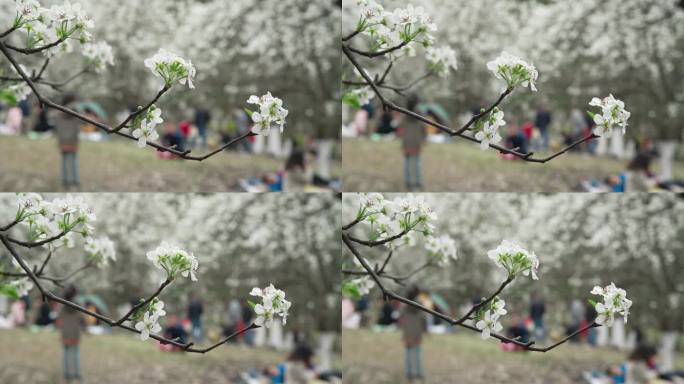 春天成都植物园梨花开雪白梨花特写镜头