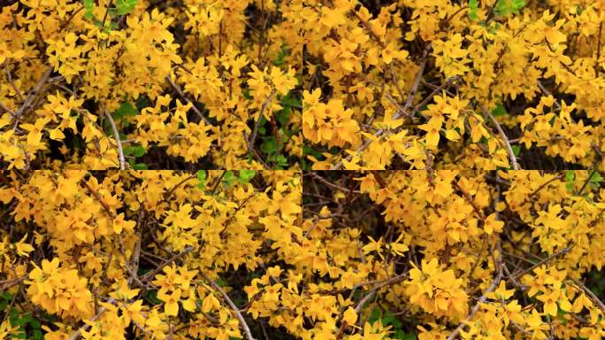 实拍8k唯美连翘花