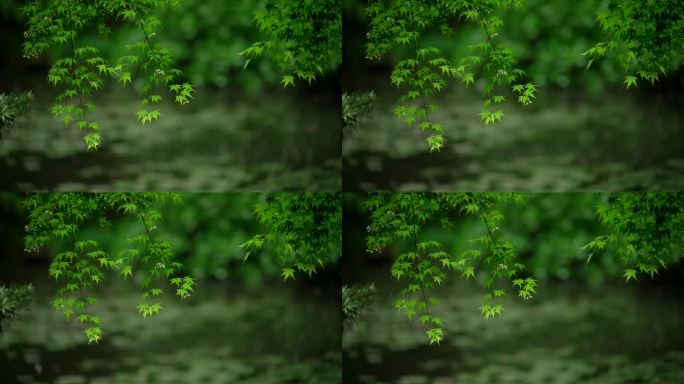 杭州虎跑下雨天雨水打在绿色枫树叶落入水面
