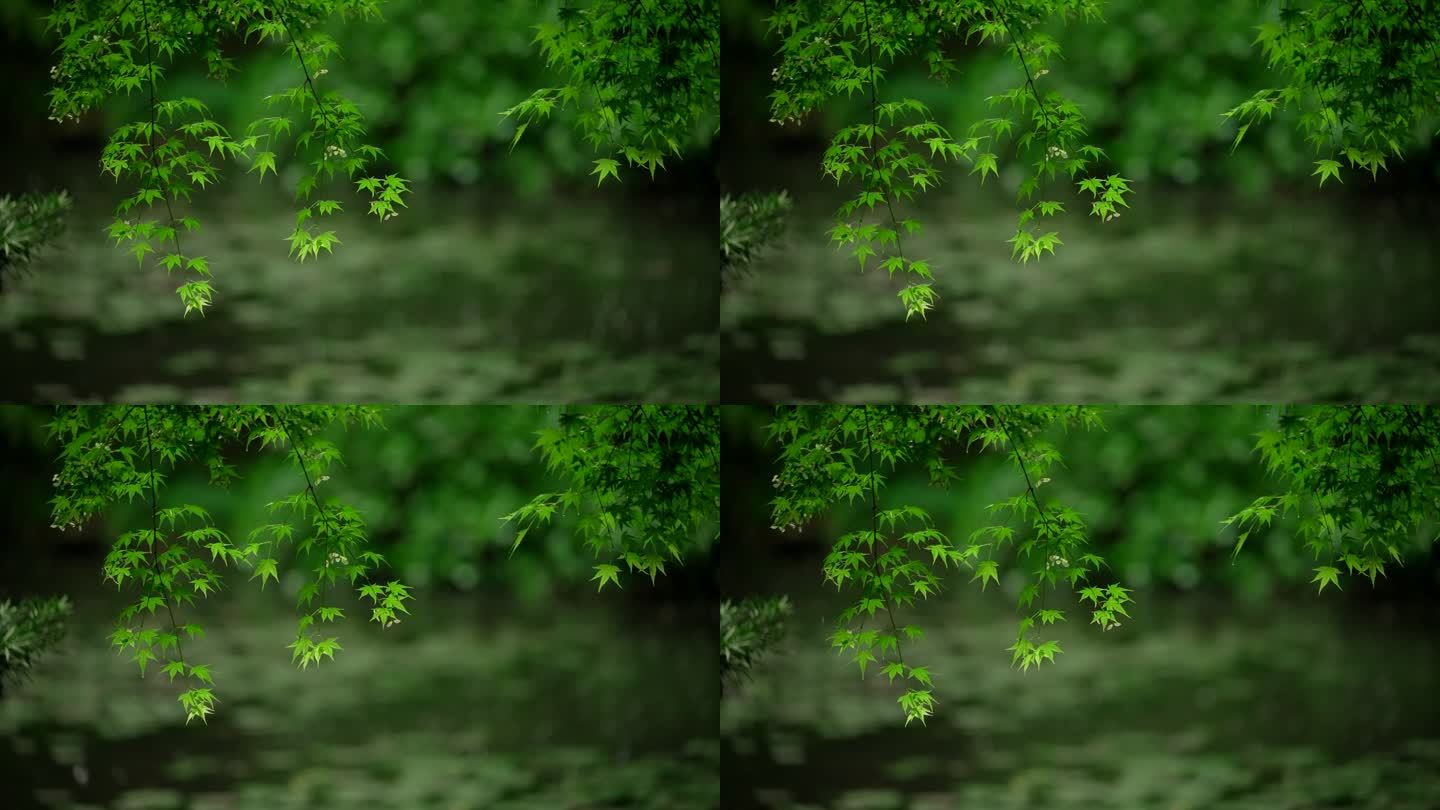 杭州虎跑下雨天雨水打在绿色枫树叶落入水面
