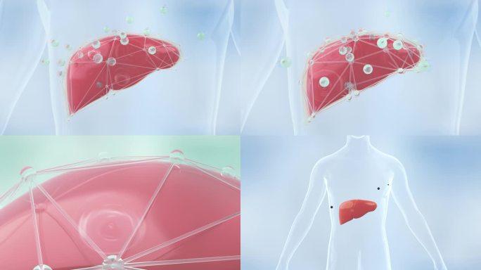 守护肝脏 修护 养肝护肝肝脏损伤