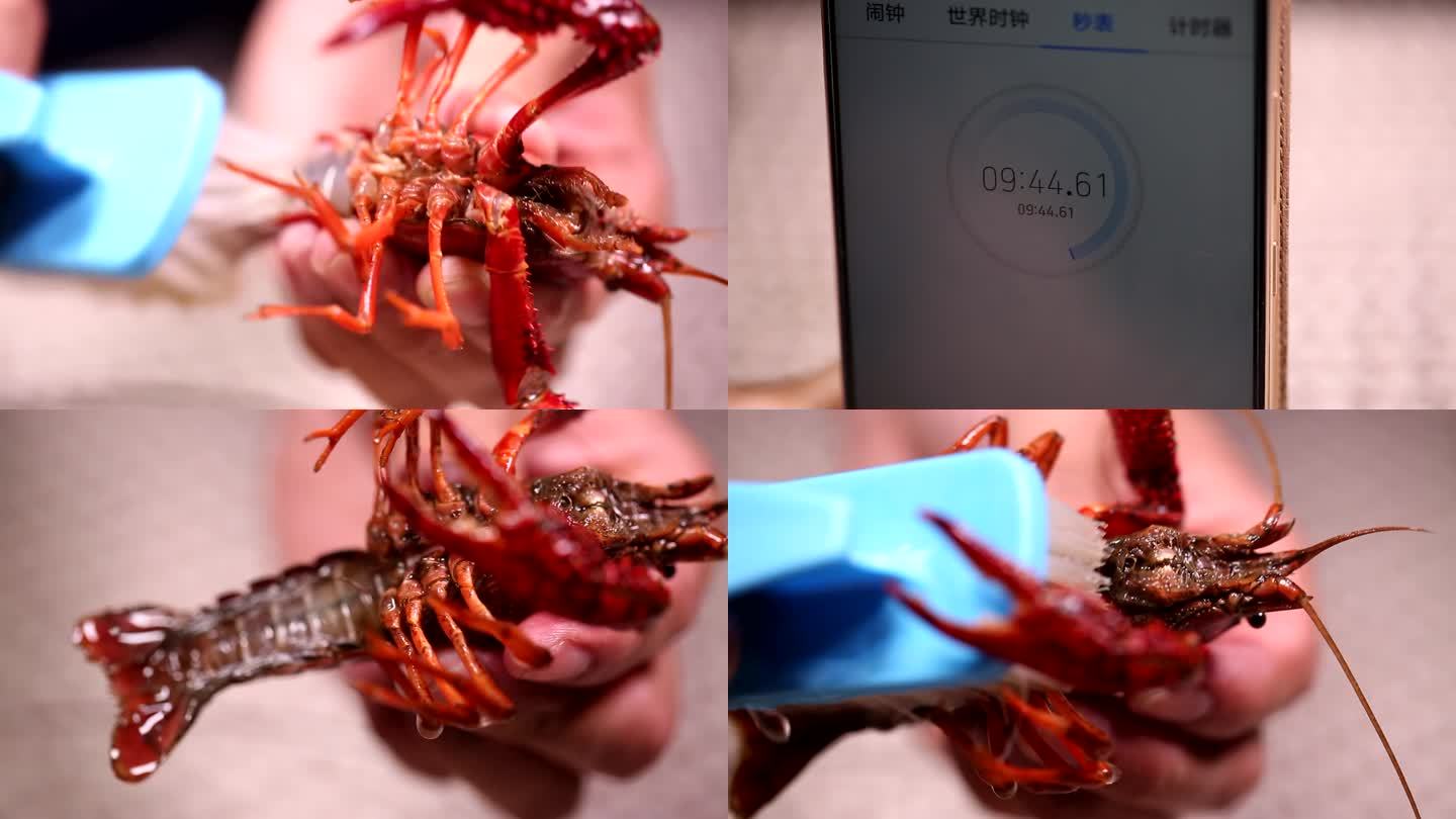 【镜头合集】小龙虾身上的污渍刷洗小龙虾3