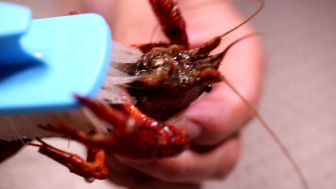 【镜头合集】小龙虾身上的污渍刷洗小龙虾2