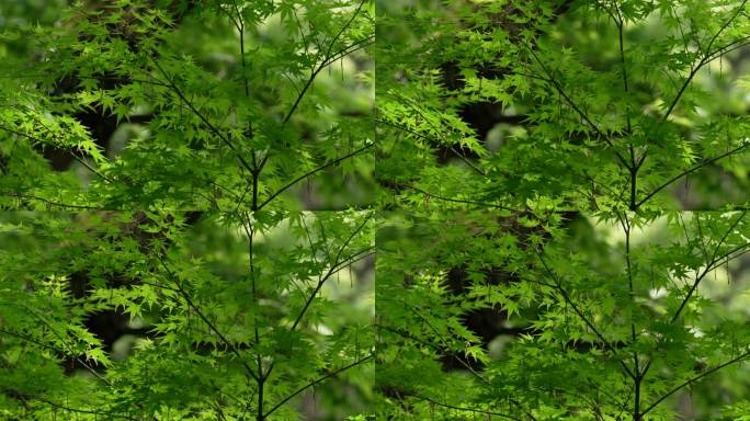 杭州虎跑被风吹动的绿色枫树叶