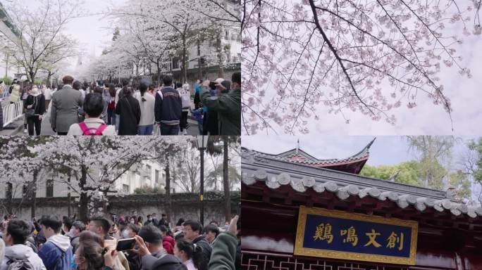 鸡鸣寺樱花 人群 春游