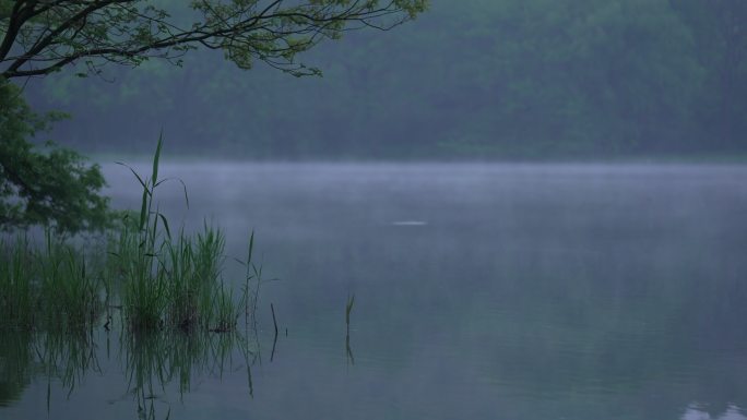 杭州茅家埠清晨湖面上有雾气飘动水鸟飞过
