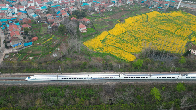 4K 开往春天的列车 动车快速驶过油菜花