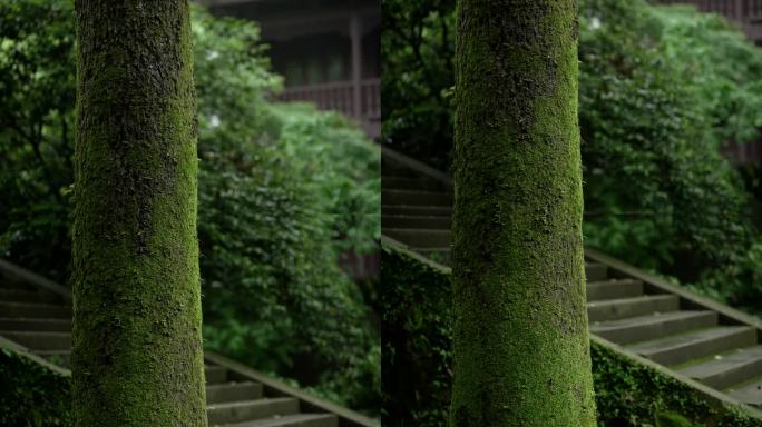 杭州虎跑古建筑前绿色的大树树干上长着青苔