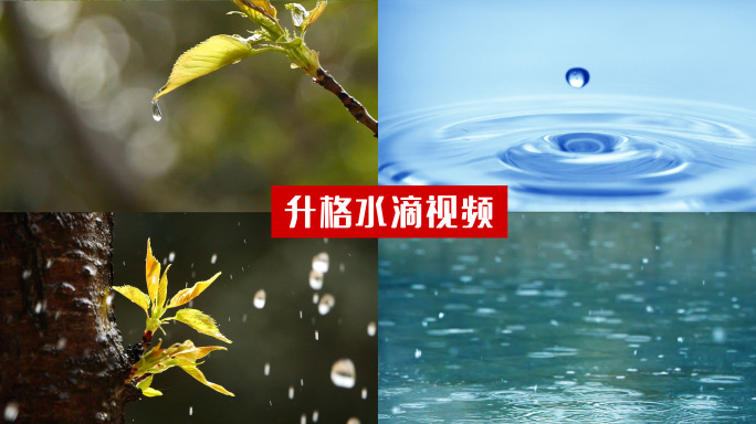 雨后 树叶 水滴 自然升格镜头