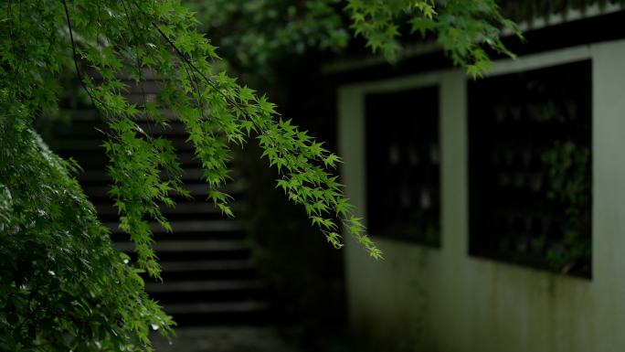 杭州虎跑树林中的庭院小道前绿色枫叶风吹动