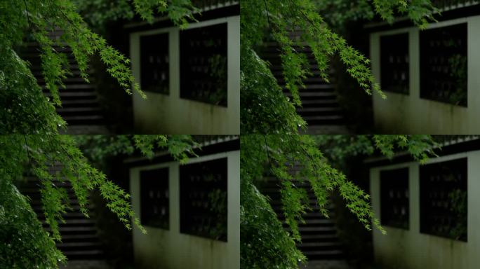 杭州虎跑树林中的庭院小道前绿色枫叶风吹动