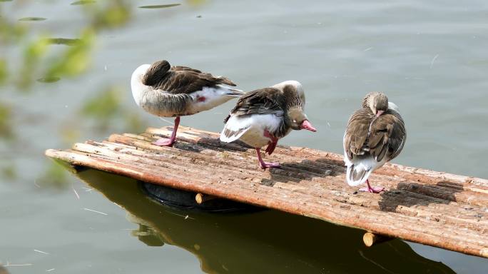 春天水塘旁边栖息梳理毛发的鸭子