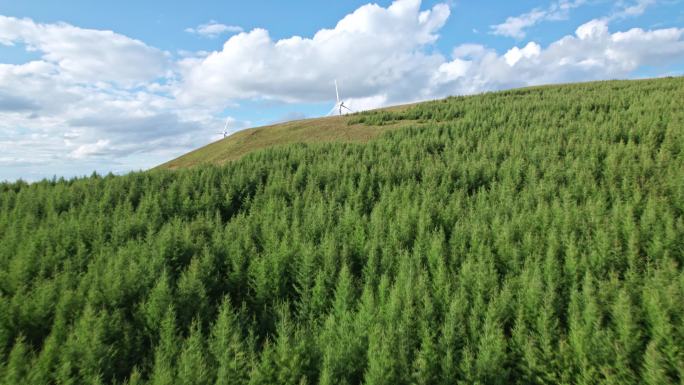 4K崇礼蓝天青山树林航拍山川松树