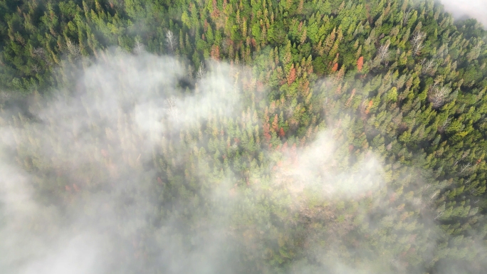 航拍云雾山林片头空镜头