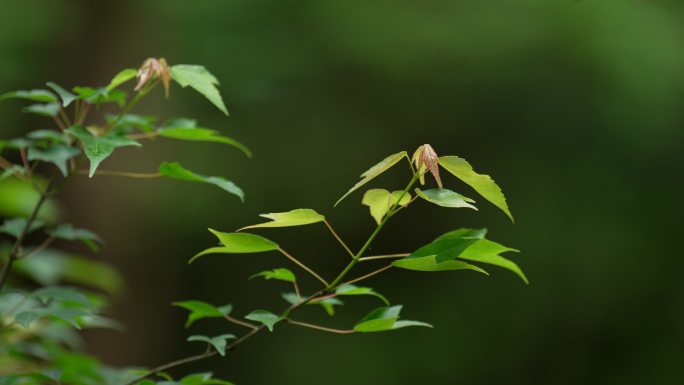 杭州虎跑蜻蜓从绿色树叶边飞过