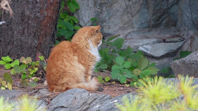 【镜头合集】流浪猫野猫小猫猫咪爱宠人士1