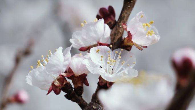 桃花樱花杏花梅花