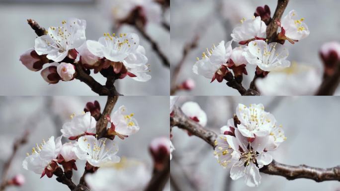 桃花樱花杏花梅花