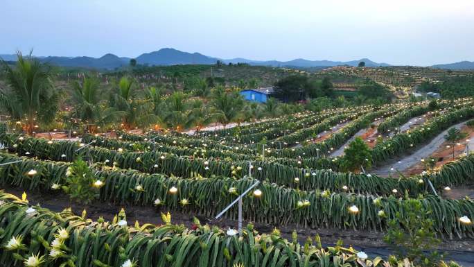 航拍海南火龙果基地 火龙果开花