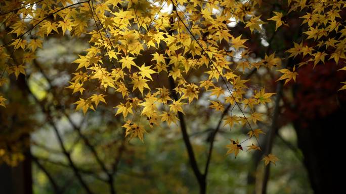 杭州九溪秋天早晨阳光洒在金黄的枫树叶上