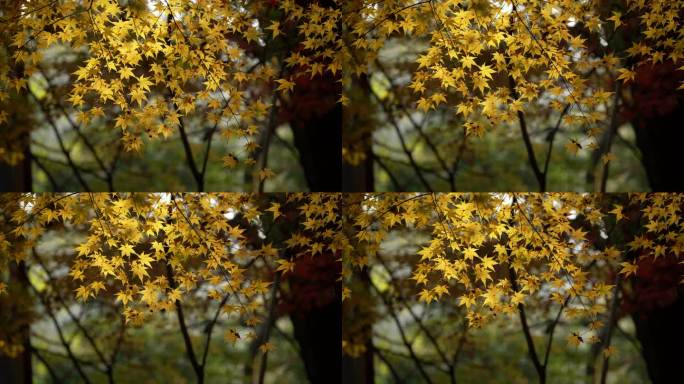杭州九溪秋天早晨阳光洒在金黄的枫树叶上