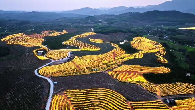 航拍海南火龙果基地 火龙果开花