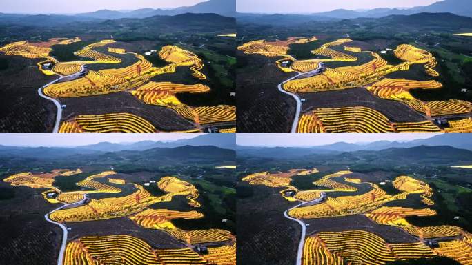 航拍海南火龙果基地 火龙果开花