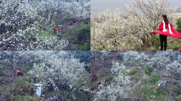 钦州梨花板城花开