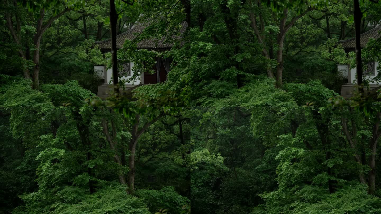 杭州虎跑树林中的古建筑前传来鸟叫声