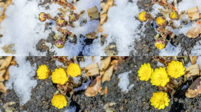 冰凌花 冰消雪融 坚韧不拔 惊蛰