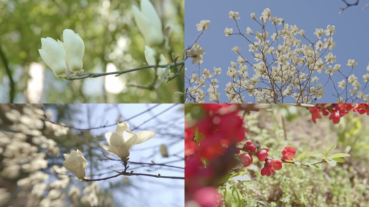 多种花开