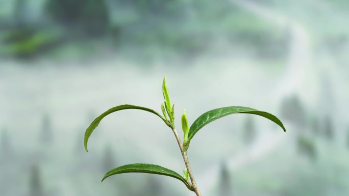 茶叶发芽生长延时春天植物生长万物复苏