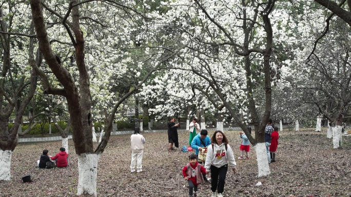 春天成都植物园梨花开市民游客梨园赏花游览