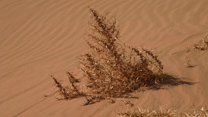 自然干枯植物沙生植物沙米 极限环境