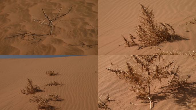 自然干枯植物沙生植物沙米 极限环境