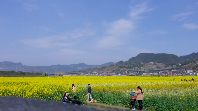 W0002风筝油菜花