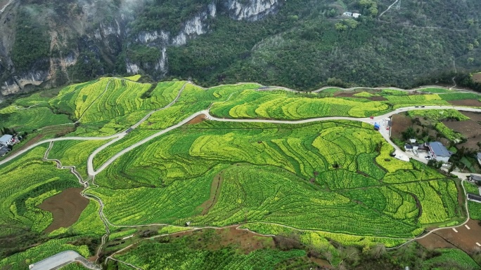 航拍武陵山区油菜花海4K