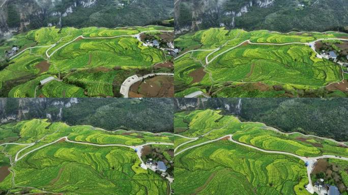 航拍武陵山区油菜花海4K