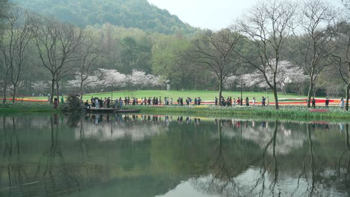 杭州太子湾湖水边樱花盛开游人如织