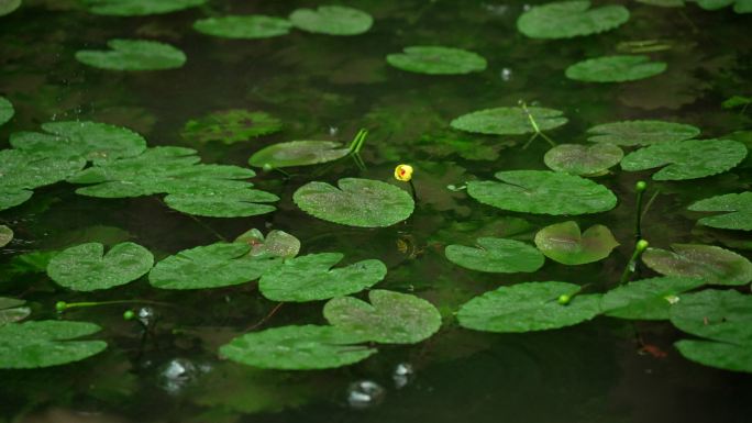 杭州虎跑下雨天雨滴落在水面的绿色睡莲