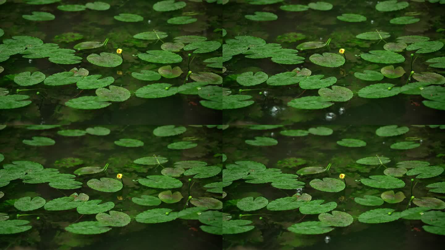 杭州虎跑下雨天雨滴落在水面的绿色睡莲