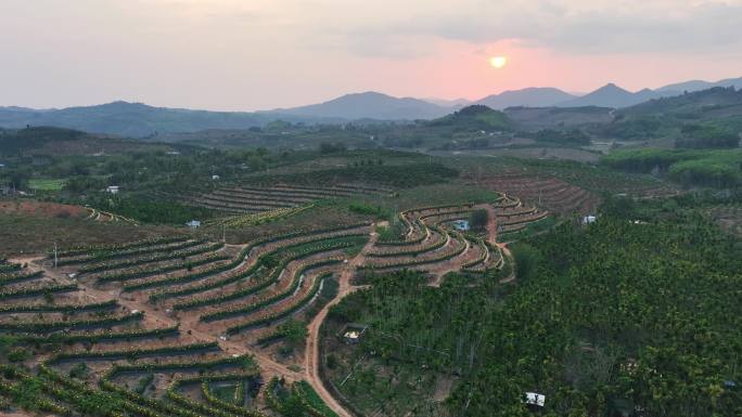 航拍海南火龙果基地 火龙果开花