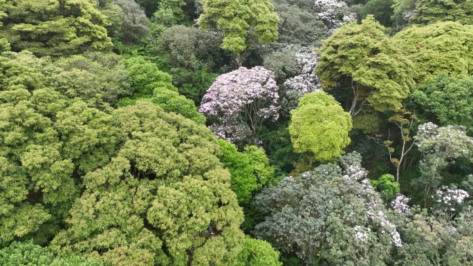 深圳梧桐山毛棉杜鹃花