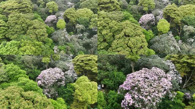 深圳梧桐山毛棉杜鹃花