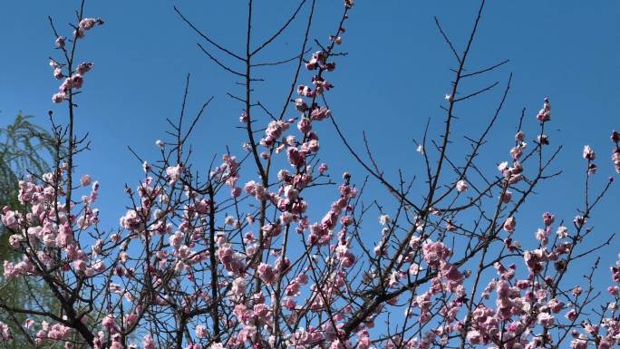 【4k】桃花盛开 春分 柳树发芽航拍环绕