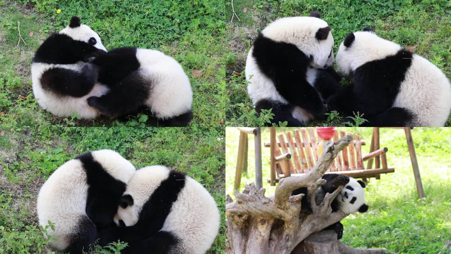 大熊猫幼崽